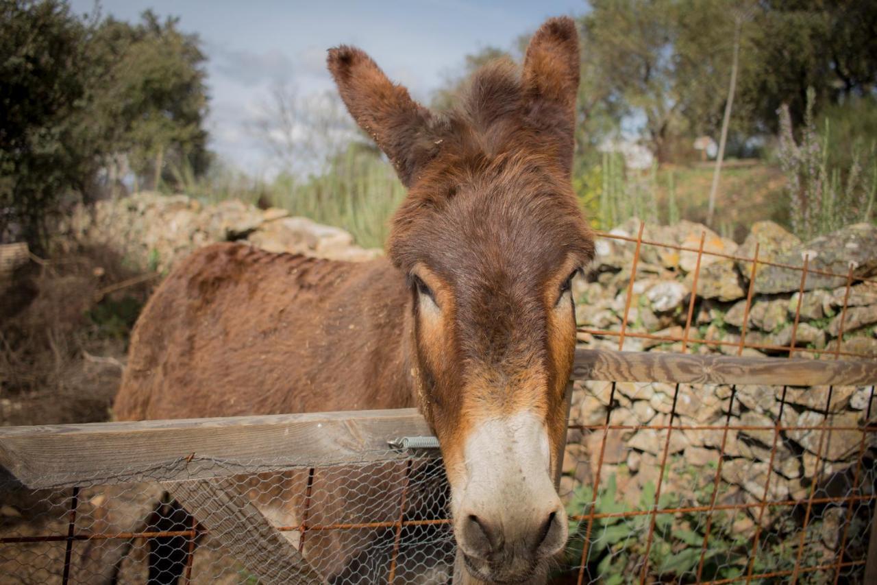 Alojamiento Rural Camino Beturia Cabeza la Vaca Exteriér fotografie